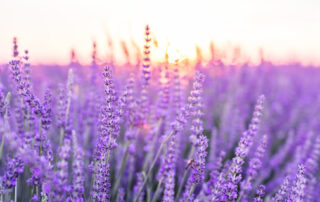 Lavendel & Algemene voorwaarden | Natural Mood Makers